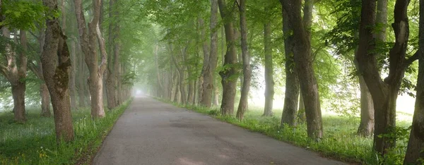 Сільська Дорога Величному Зеленому Листяному Лісі Природний Тунель Могутні Дерева — стокове фото