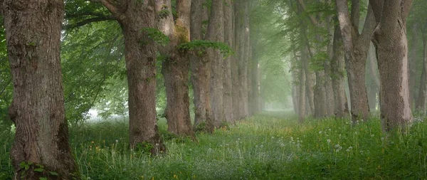 Vägen Genom Den Majestätiska Lövskogen Dimma Vid Soluppgången Mjukt Solljus — Stockfoto