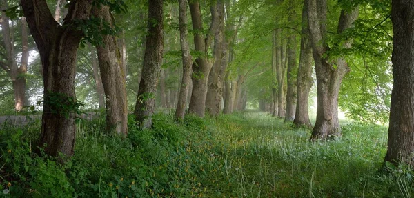 Vägen Genom Den Majestätiska Lövskogen Dimma Vid Soluppgången Mjukt Solljus — Stockfoto