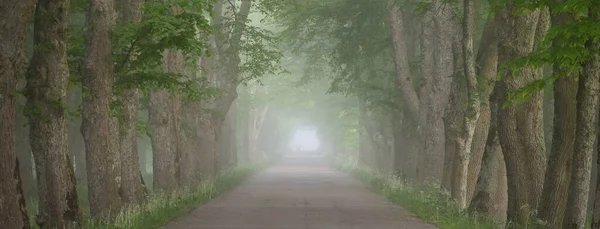 Rural Road Majestic Green Deciduous Forest Natural Tunnel Mighty Trees — Stock Photo, Image