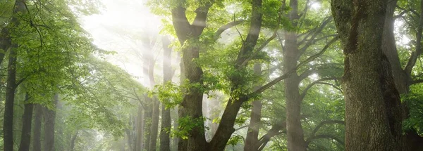 Sunbeams Flowing Tree Branches Green Leaves Majestic Deciduous Forest Atmospheric — Stock Photo, Image