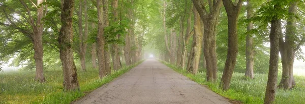 Rural Road Majestic Green Deciduous Forest Natural Tunnel Mighty Trees — Stock Photo, Image