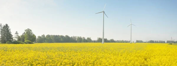 Generátory Větrných Turbín Kvetoucím Žlutém Poli Řepky Ranní Mlha Idylická — Stock fotografie