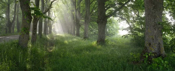 Keresztül Fenséges Lombhullató Erdőn Egy Ködön Napkeltekor Puha Napfény Napsugarak — Stock Fotó