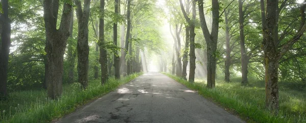 Vidéki Fenséges Zöld Lombhullató Erdőben Természetes Alagút Hatalmas Fák Köd — Stock Fotó