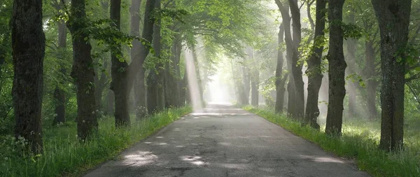 Landsväg Majestätisk Grön Lövskog Naturlig Tunnel Mäktiga Träd Dimma Solstrålar — Stockfoto