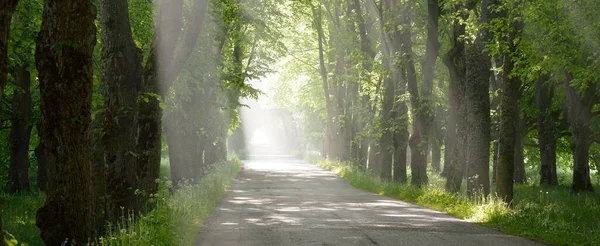 Landsväg Majestätisk Grön Lövskog Naturlig Tunnel Mäktiga Träd Dimma Solstrålar — Stockfoto