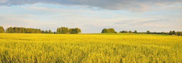 Spring Rural Landscape View Blooming Rapeseed Field Forest Background Sunset — Stock Photo, Image