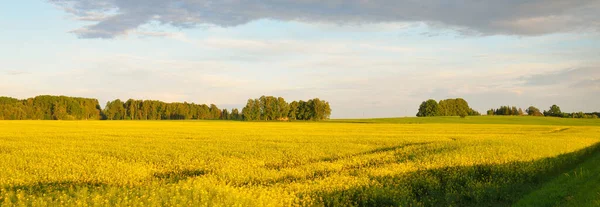 Wiosenny Krajobraz Wiejski Widok Kwitnące Pole Rzepaku Las Tle Zachodzie — Zdjęcie stockowe