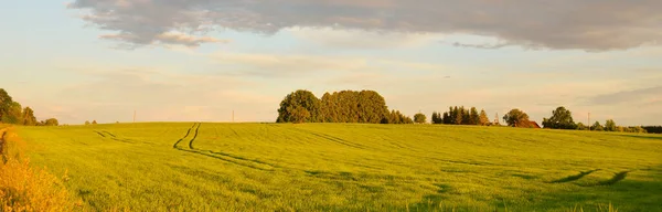 Vista Panorâmica Campo Agrícola Arado Verde Pôr Sol Céu Dramático — Fotografia de Stock