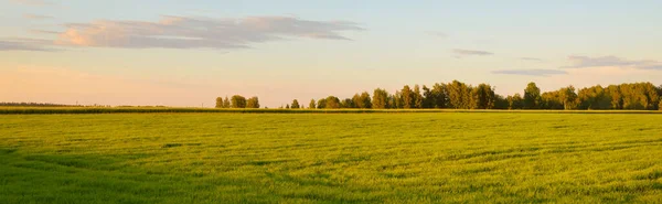 Vista Panorámica Del Campo Agrícola Arado Verde Atardecer Cielo Dramático — Foto de Stock