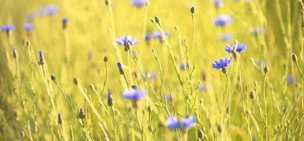 Blommande Blå Centaurea Blommor Ett Grönt Land Jordbruksfält Närbild Natur — Stockfoto