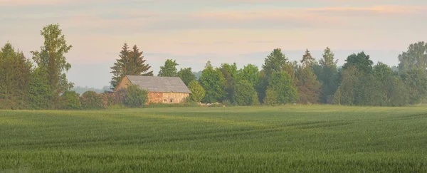 Panoramisch Uitzicht Het Groene Landbouwveld Bosweide Gazon Bij Zonsopgang Traditionele — Stockfoto