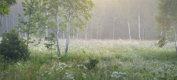 Gün Doğumunda Sisli Bir Huş Ağacı Ormanında Idyllic Yaz Kırsal — Stok fotoğraf