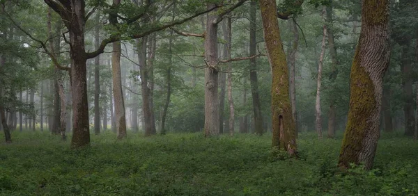 Cesta Majestátním Zeleným Letním Lesem Mlha Měkké Sluneční Světlo Mocné — Stock fotografie