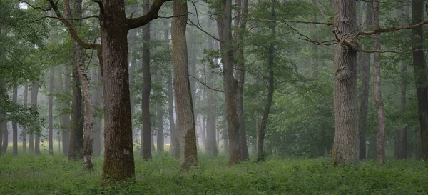 Majestátní Letní Les Mlha Měkké Sluneční Světlo Mocné Stromy Zelené — Stock fotografie