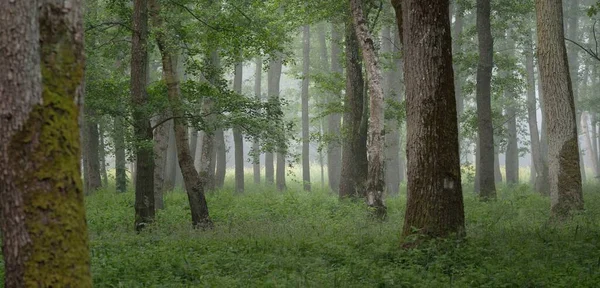 Величний Літній Ліс Туман Яке Сонячне Світло Сильні Дерева Зелене — стокове фото