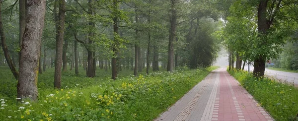 Σύγχρονη Περιέλιξης Πεζόδρομος Και Ποδήλατο Δρόμο Μέσα Από Καταπράσινο Δάσος — Φωτογραφία Αρχείου