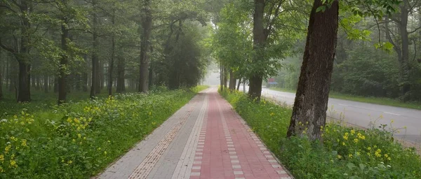 Modern Slingrande Gång Och Cykelväg Genom Den Gröna Sommarskogen Mäktiga — Stockfoto