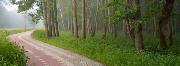 Modern Kanyargós Gyalogos Kerékpárút Zöld Nyári Erdőben Hatalmas Fák Vadvirágok — Stock Fotó