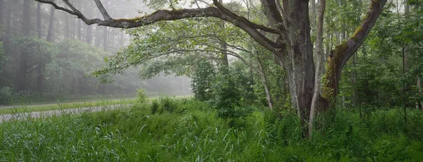 Majestueuse Forêt Été Brouillard Douce Lumière Soleil Arbres Puissants Feuilles — Photo