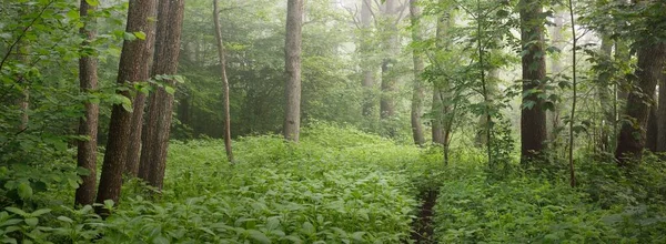 Ścieżka Przez Majestatyczny Zielony Letni Las Mgła Delikatne Światło Słoneczne — Zdjęcie stockowe