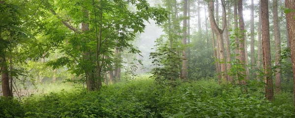 Cesta Majestátním Zeleným Letním Lesem Mlha Měkké Sluneční Světlo Mocné — Stock fotografie