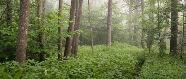 穿过雄伟的绿色夏季森林的小径 柔和的阳光 雄伟的树木 绿叶和植物 大气梦幻般的风景纯自然 生态旅游 徒步旅行 北方步行 — 图库照片