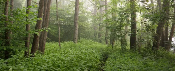 Átjáró Fenséges Zöld Nyári Erdőn Köd Lágy Napfény Hatalmas Fák — Stock Fotó
