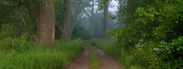 Ścieżka Przez Majestatyczny Zielony Letni Las Mgła Delikatne Światło Słoneczne — Zdjęcie stockowe