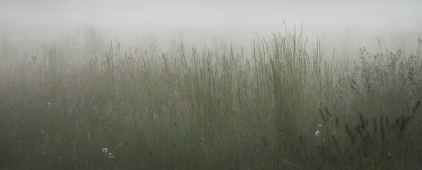 Césped Del Bosque Gree Prado Campo Una Espesa Niebla Blanca —  Fotos de Stock