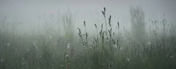Gree Forest Rasen Wiese Feld Einem Dicken Weißen Nebel Bei — Stockfoto