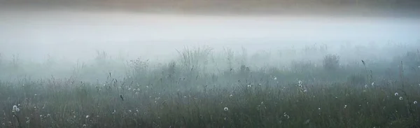 Gree Forest Rasen Wiese Feld Einem Dicken Weißen Nebel Bei — Stockfoto