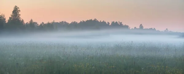 Grünes Feld Waldwiese Rasen Nebel Bei Sonnenaufgang Sanftes Sonnenlicht Goldene — Stockfoto