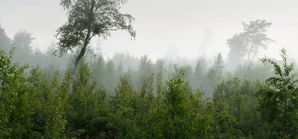Árvores Poderosas Relva Florestal Perene Num Nevoeiro Nascer Sol Cena — Fotografia de Stock