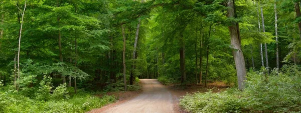 穿越欧洲国家公园的通道 天然隧道 巨大的落叶山毛榉树 春天的森林风景如画的全景 环境保护 生态旅游 — 图库照片