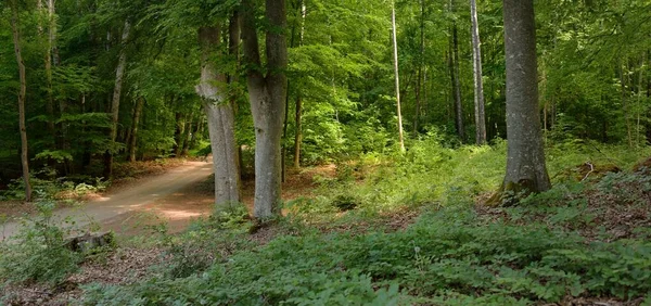 Pathway Naturlig Tunnel Genom Nationalparken Europa Mäktiga Lövträd Rötter Vårskog — Stockfoto