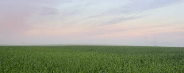 Panoramic View Green Plowed Agricultural Field Forest Meadow Lawn Sunrise — Stock Photo, Image