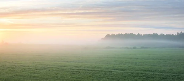 Câmp Țară Verde Pajiște Forestieră Gazon Într Ceață Răsărit Lumina — Fotografie, imagine de stoc