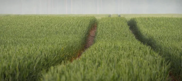 Vista Panorâmica Campo Agrícola Arado Verde Trilhas Trator Nascer Sol — Fotografia de Stock