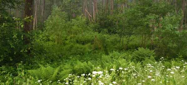 Majestätisk Grön Sommarskog Dimma Mjukt Solljus Mäktiga Träd Vilda Blommor — Stockfoto