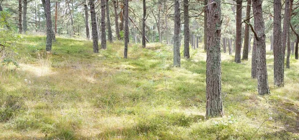 雄大な常緑の森を通過します 強力な木 苔と地衣類 大気の風景 純粋な自然 生態学 エコツーリズム ハイキング ノルディックウォーキング — ストック写真
