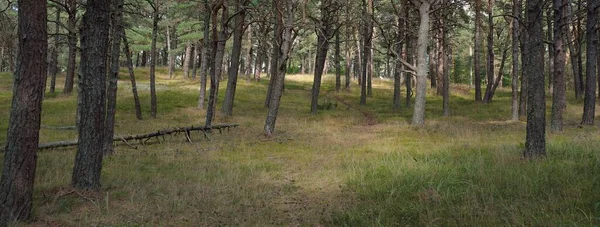 상록수 지나간다 생태학 생태관광 하이킹 노르딕걷기 — 스톡 사진