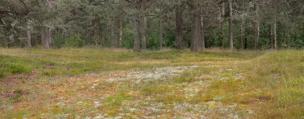 Pathway Majestic Evergreen Forest Mighty Trees Moss Lichen Plants Atmospheric — Stock Photo, Image