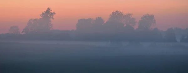 Grünes Feld Waldwiese Rasen Nebel Bei Sonnenaufgang Sanftes Sonnenlicht Goldene — Stockfoto