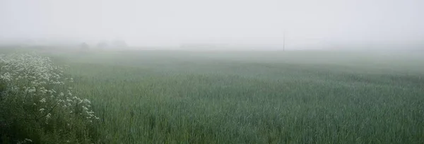 Grünes Feld Rasen Und Wald Nebel Bei Sonnenaufgang Idyllische Ländliche — Stockfoto