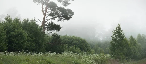 Δυνατά Δέντρα Και Καταπράσινο Γρασίδι Ομίχλη Ξημέρωμα Ειδυλλιακή Καλοκαιρινή Αγροτική — Φωτογραφία Αρχείου