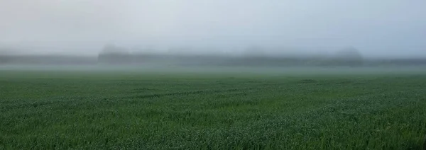 Grünes Feld Rasen Und Wald Nebel Bei Sonnenaufgang Idyllische Ländliche — Stockfoto