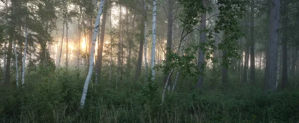 Brzozowy Las Mgle Wschodzie Słońca Idylliczna Letnia Scena Wiejska Natura — Zdjęcie stockowe