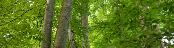 Mächtige Laubbäume Baumstämme Grüne Blätter Pflanzen Dunkler Wald Malerische Panoramalandschaft — Stockfoto